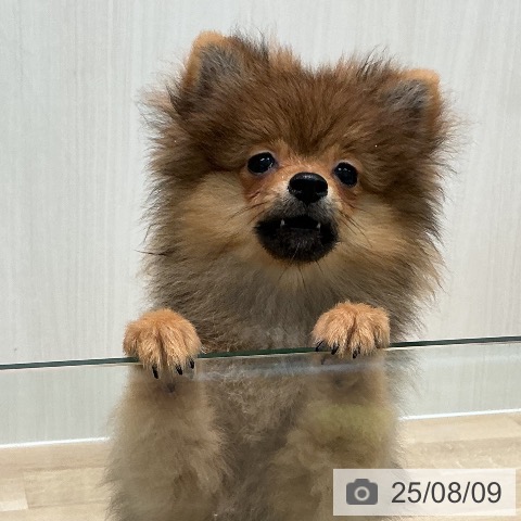 ポメラニアンの写真