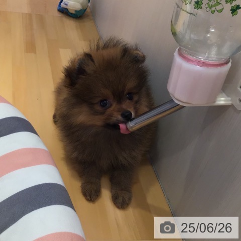 ポメラニアンの写真