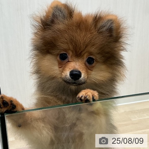 ポメラニアンの写真