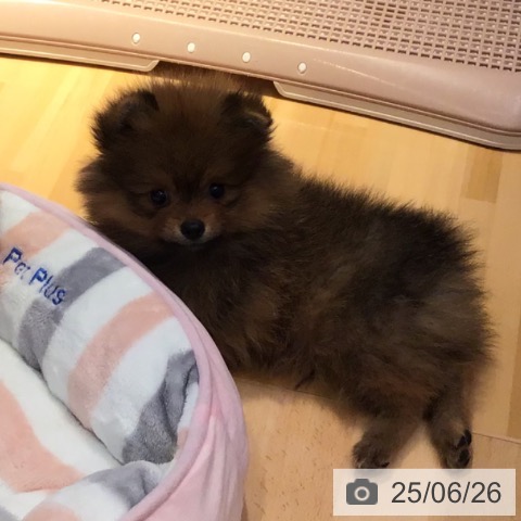 ポメラニアンの写真