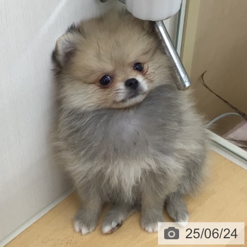 ポメラニアンの写真
