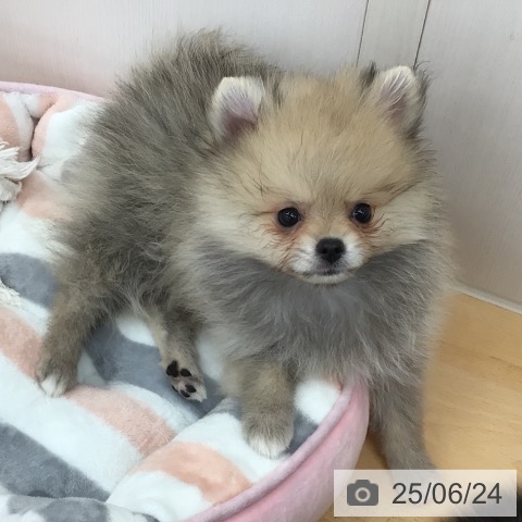 ポメラニアンの写真