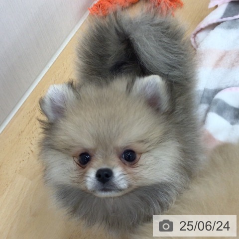 ポメラニアンの写真