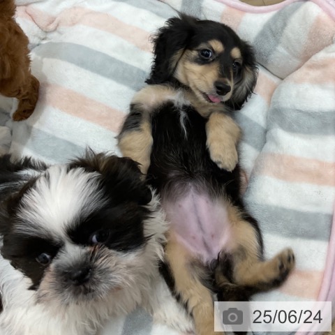 ミニチュア・ダックスフンドの写真