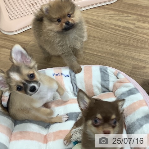 チワワの写真