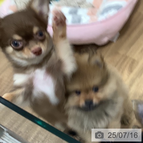 チワワの写真