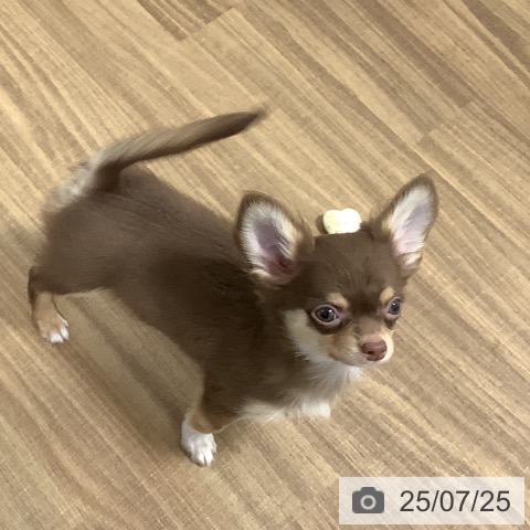 チワワの写真
