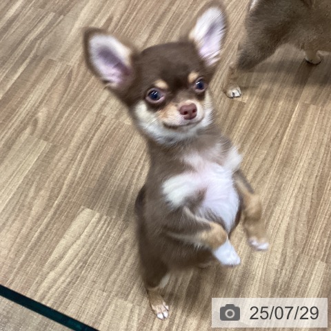 チワワの写真