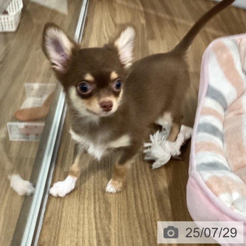チワワの写真