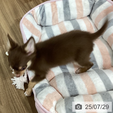 チワワの写真