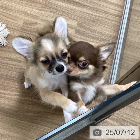 チワワの写真