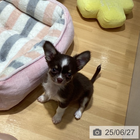 チワワの写真