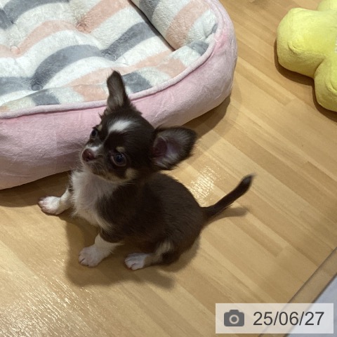 チワワの写真
