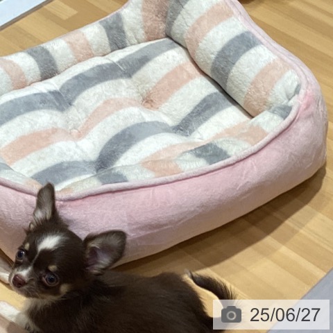 チワワの写真