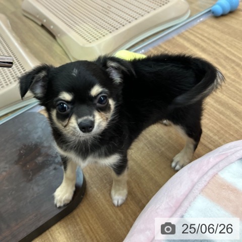 チワワの写真