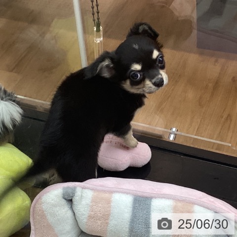 チワワの写真