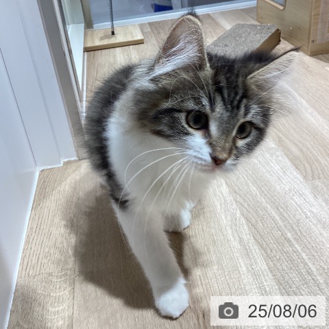 ノルウェージャンフォレストキャットの写真