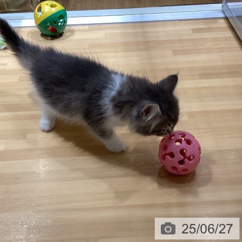 ノルウェージャンフォレストキャットの写真