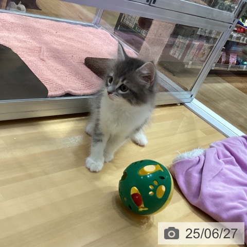 ノルウェージャンフォレストキャットの写真