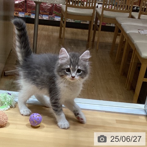 ノルウェージャンフォレストキャットの写真