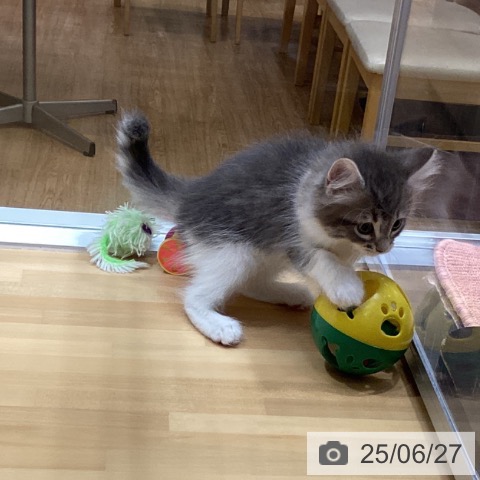 ノルウェージャンフォレストキャットの写真