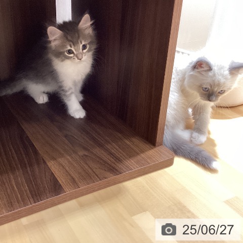 ノルウェージャンフォレストキャットの写真