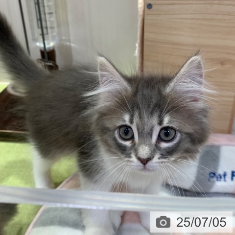 ノルウェージャンフォレストキャットの写真