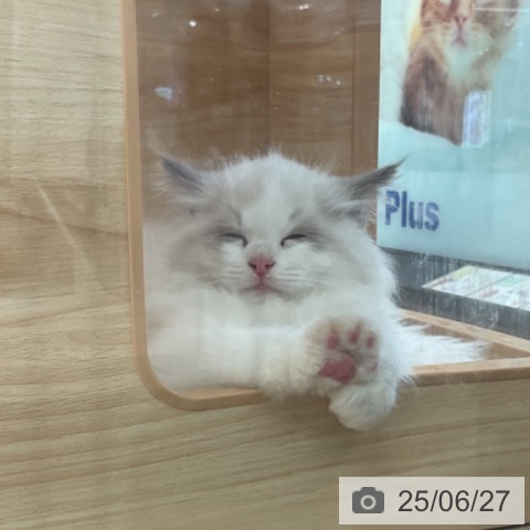 ラグドールの写真