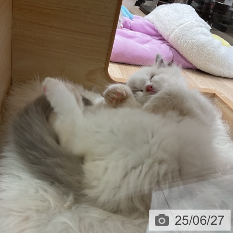 ラグドールの写真
