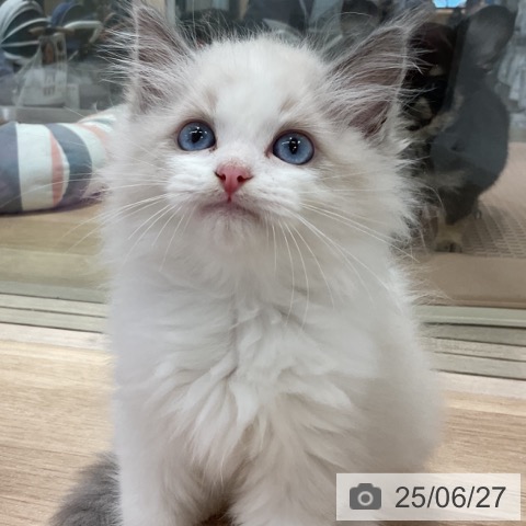 ラグドールの写真