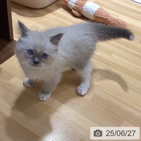 ラグドールの写真