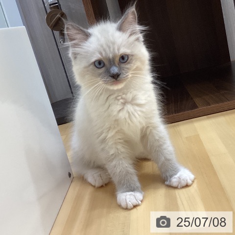 ラグドールの写真