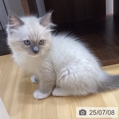 ラグドールの写真