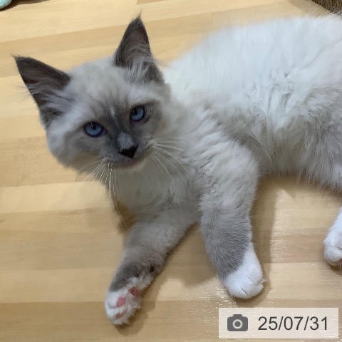 ラグドールの写真