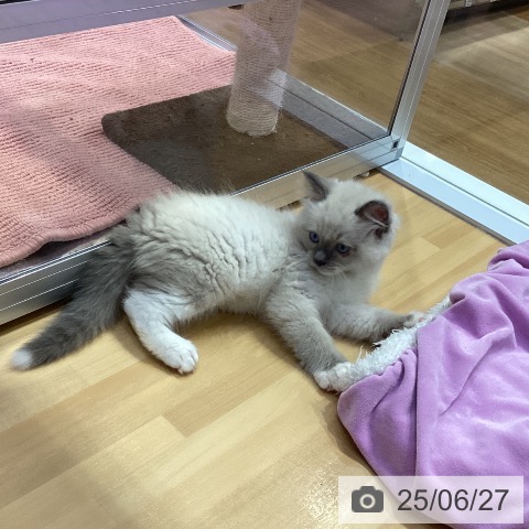 ラグドールの写真