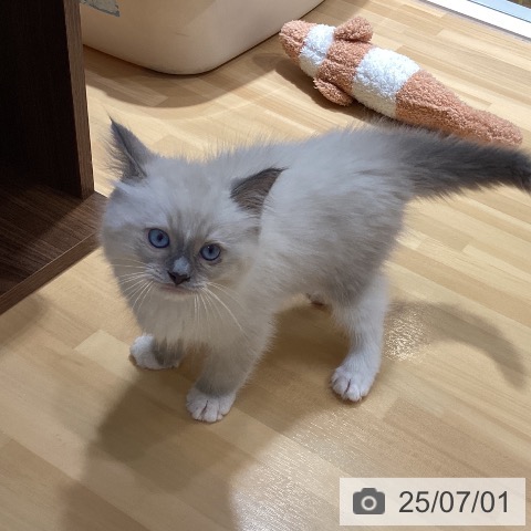 ラグドールの写真
