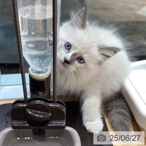 ラグドールの写真