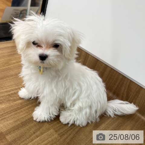 マルチーズの写真