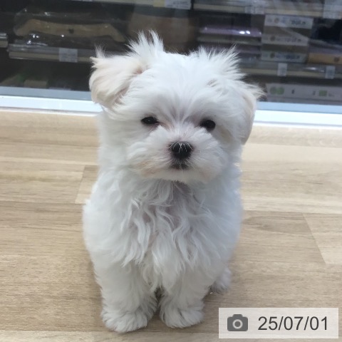 マルチーズの写真