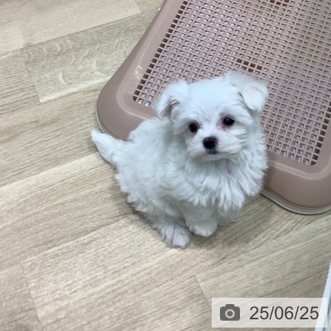 マルチーズの写真