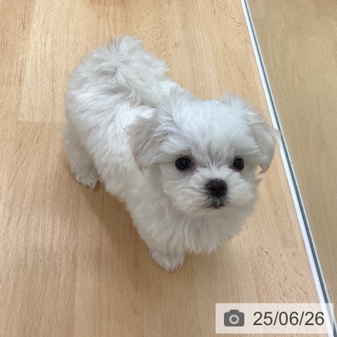 マルチーズの写真