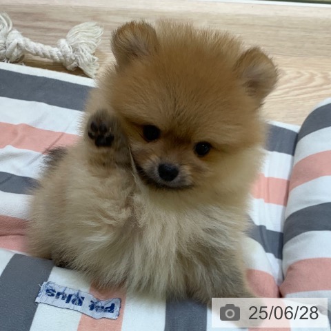 ポメラニアンの写真