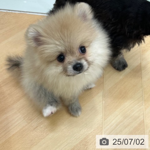 ポメラニアンの写真