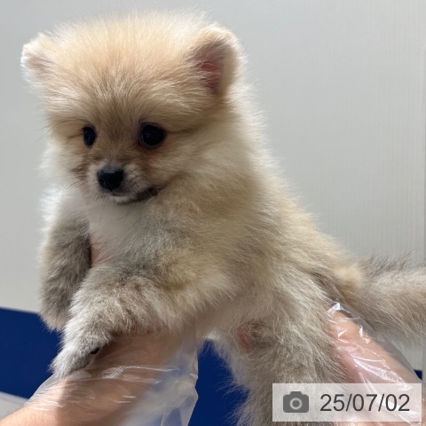 ポメラニアンの写真