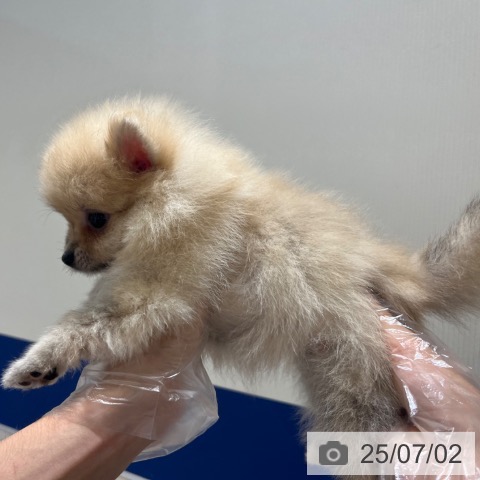 ポメラニアンの写真