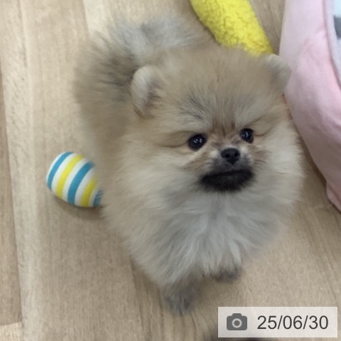 ポメラニアンの写真