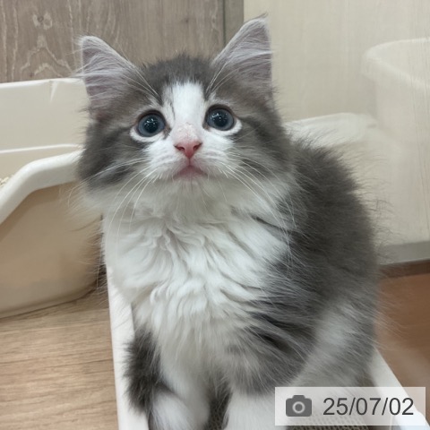 ノルウェージャンフォレストキャットの写真