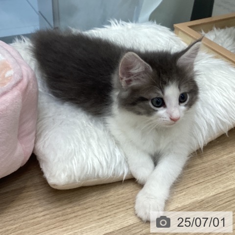ノルウェージャンフォレストキャットの写真