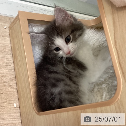 ノルウェージャンフォレストキャットの写真