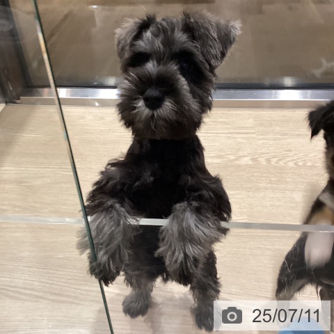 ミニチュア・シュナウザーの写真